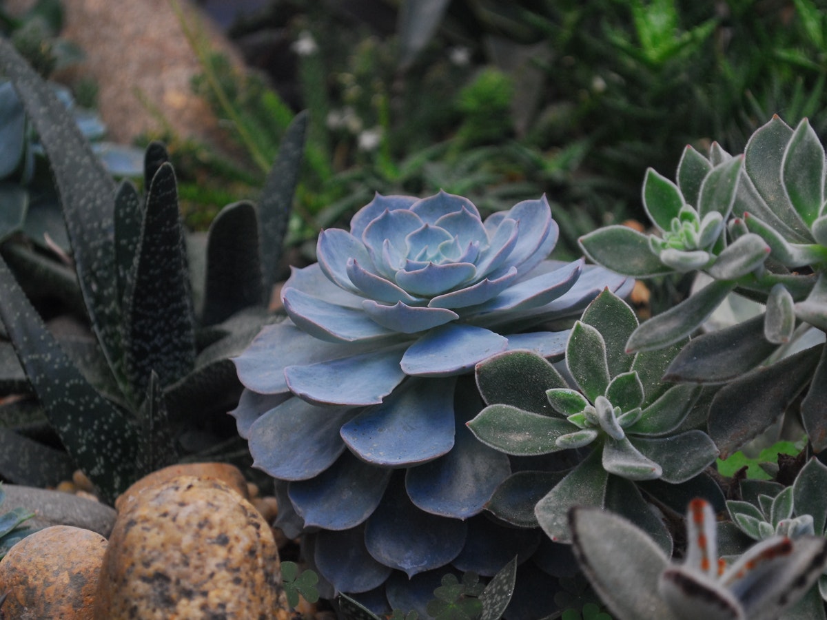 Simple Ways to Repot Succulents ( Easy Beginner Guide )